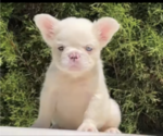 Small #11 French Bulldog