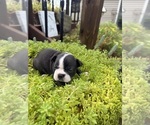 Small #2 Boston Terrier
