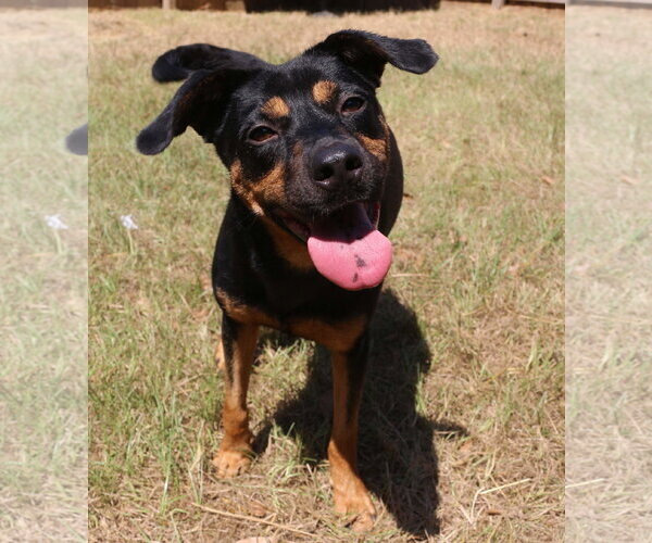 Medium Photo #2 Mutt Puppy For Sale in Jackson, MS, USA
