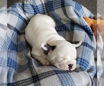 Small Photo #7 French Bulldog Puppy For Sale in PASCO, WA, USA
