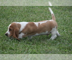 Small #6 Basset Hound
