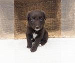 Small #9 Australian Shepherd