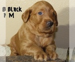 Puppy 6 Labradoodle