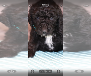 Medium Poodle (Standard)