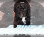 Puppy Charlie Poodle (Standard)