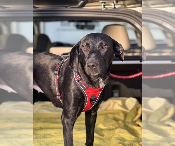 Medium Photo #5 German Shepherd Dog-Pointer Mix Puppy For Sale in Dana Point, CA, USA