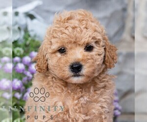 Havapoo Puppy for sale in LEWISBURG, PA, USA