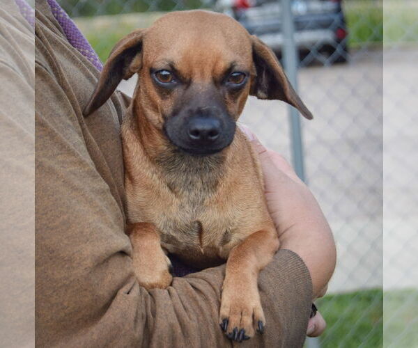 Medium Photo #4 Chiweenie Puppy For Sale in Huntley, IL, USA