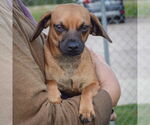 Small #3 Chiweenie