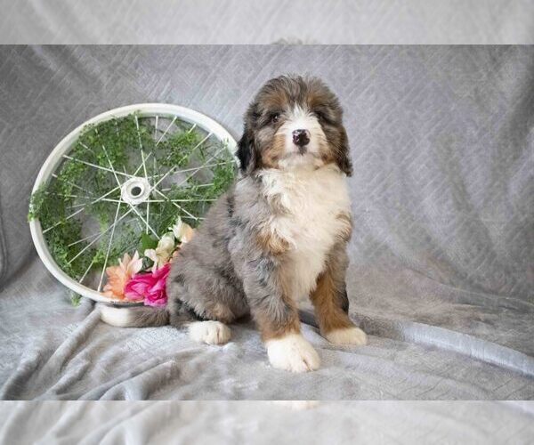 Medium Photo #1 Bernedoodle (Miniature) Puppy For Sale in MILLERSBURG, OH, USA