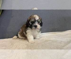 Zuchon Puppy for sale in GOSHEN, IN, USA