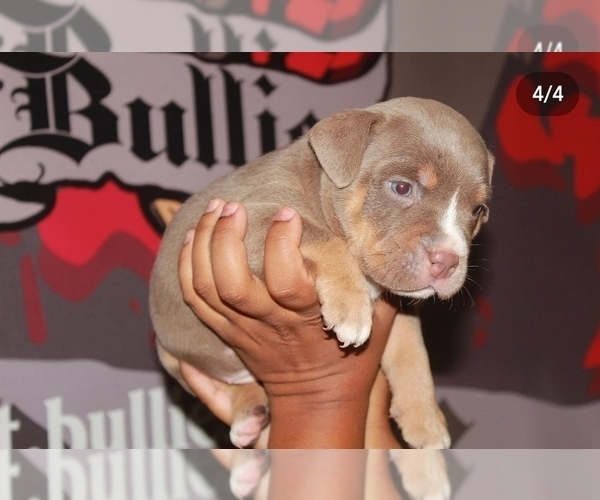 Medium Photo #5 American Bully Puppy For Sale in HIRAM, GA, USA