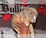 Small Photo #5 American Bully Puppy For Sale in HIRAM, GA, USA