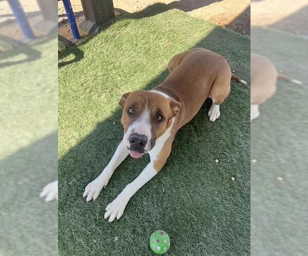 Medium Photo #1 Mutt Puppy For Sale in HESPERIA, CA, USA