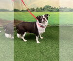 Small #2 Pembroke Welsh Corgi-Rat Terrier Mix