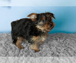 Small #2 Yorkshire Terrier
