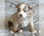 Small Photo #16 Miniature Australian Shepherd Puppy For Sale in ARDMORE, OK, USA
