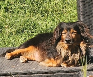 Father of the Dachshund puppies born on 02/14/2026