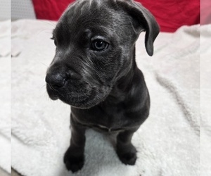 Cane Corso Puppy for sale in EAST HAMPTON, CT, USA