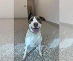 Small #4 Bull Terrier Mix
