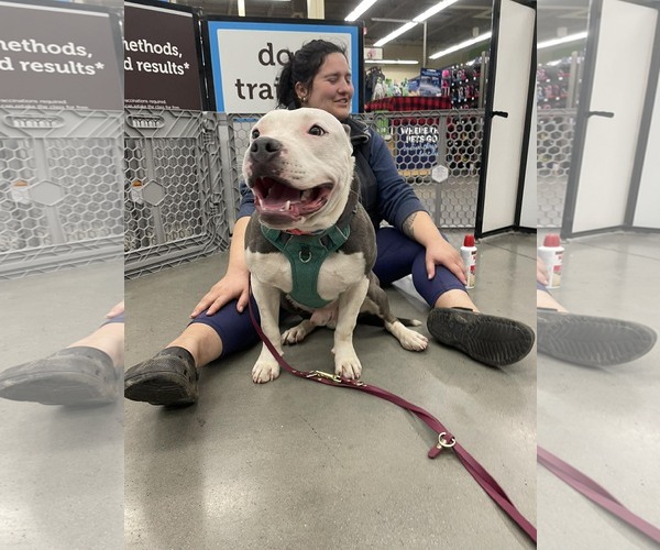 Medium Photo #1 Mutt Puppy For Sale in Rustburg, VA, USA