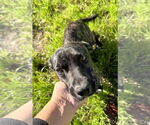 Small #1 Dachshund Mix