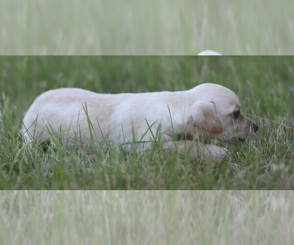 Medium Photo #11 Chihuahua Puppy For Sale in Mechanicsburg, PA, USA