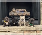 Small #1 French Bulldog