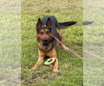 Small #2 German Shepherd Dog