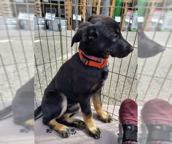 Medium Photo #1 German Shepherd Dog Puppy For Sale in Kansas City, MO, USA