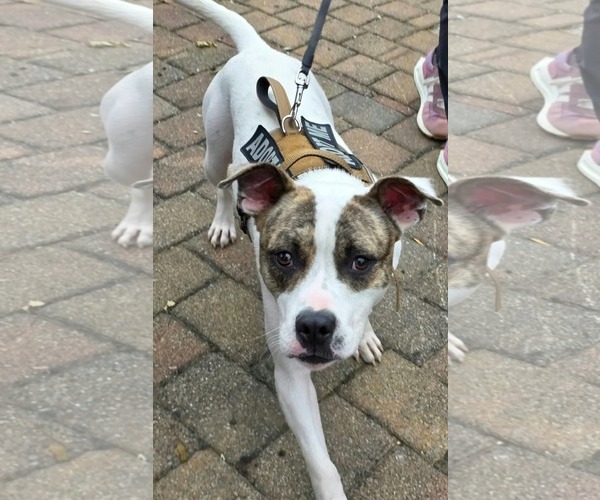 Medium Photo #1 American Pit Bull Terrier-Unknown Mix Puppy For Sale in Germantown, OH, USA