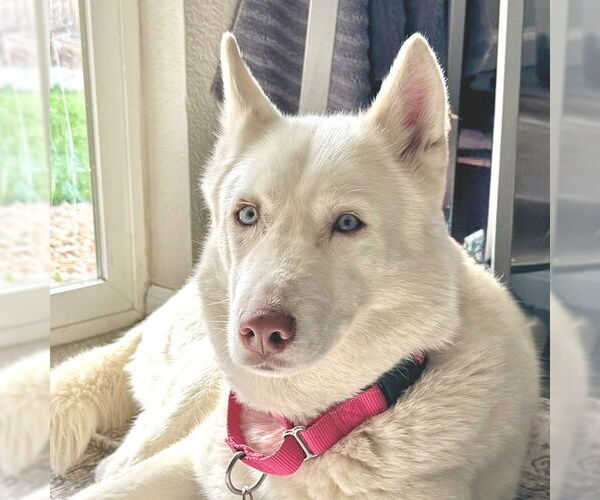 Medium Photo #2 Siberian Husky Puppy For Sale in Omaha, NE, USA
