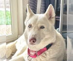 Small #1 Siberian Husky