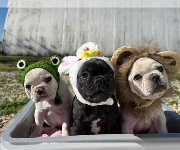 Medium Photo #11 Faux Frenchbo Bulldog-French Bulldog Mix Puppy For Sale in MOUNDRIDGE, KS, USA