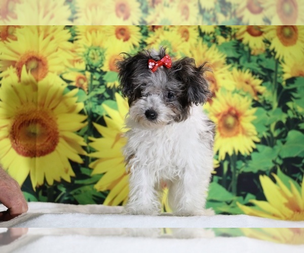 Medium Photo #5 Goldendoodle (Miniature) Puppy For Sale in DYERSBURG, TN, USA