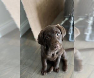 Labrador Retriever Puppy for sale in WATERLOO, IL, USA