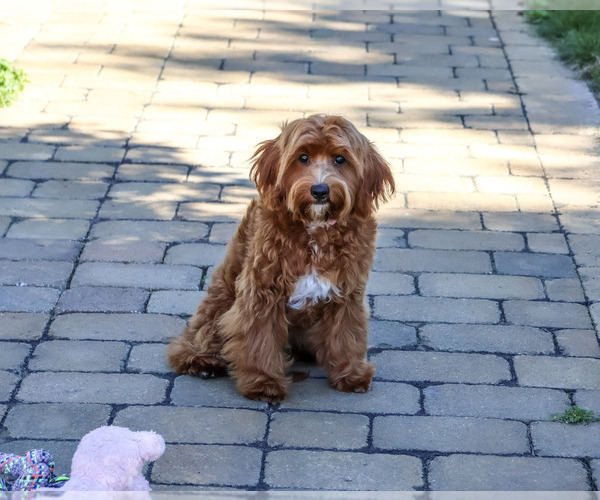 Medium Photo #4 Cavapoo (Miniature) Puppy For Sale in SYRACUSE, IN, USA