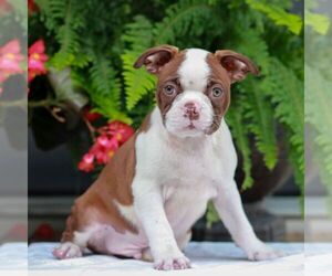 Boston Terrier Puppy for sale in MYERSTOWN, PA, USA