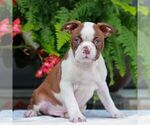 Small Boston Terrier