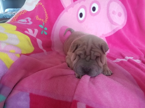 Medium Photo #1 Chinese Shar-Pei Puppy For Sale in ATCHISON, KS, USA