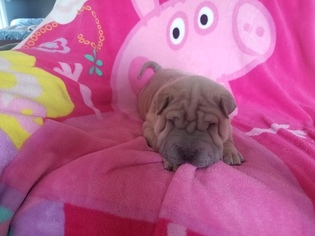 Chinese Shar-Pei Puppy for sale in ATCHISON, KS, USA