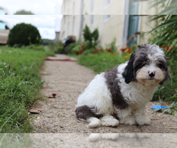Medium Photo #5 Cavapoo Puppy For Sale in WEST SALEM, OH, USA