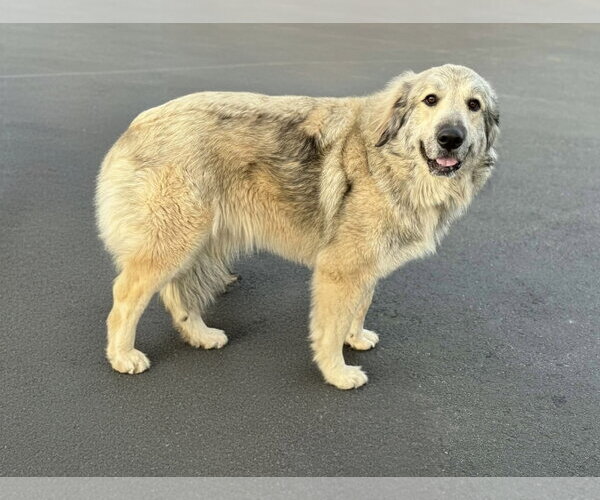 Medium Photo #2 Great Pyrenees-Unknown Mix Puppy For Sale in Croydon, NH, USA