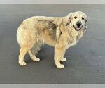 Small #1 Great Pyrenees Mix