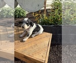Puppy April Bernedoodle-Bluetick Coonhound Mix