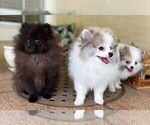 Small Photo #2 Pomeranian Puppy For Sale in WINDERMERE, FL, USA