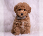 Small Photo #75 Goldendoodle (Miniature) Puppy For Sale in WARSAW, IN, USA