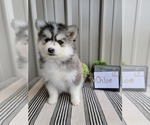 Small Photo #2 Pomsky Puppy For Sale in BELLEVUE, IA, USA