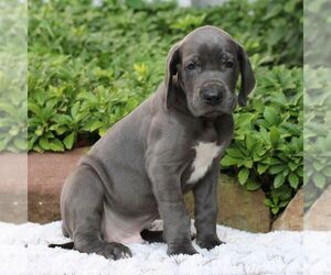 Great Dane Puppy for sale in LITITZ, PA, USA