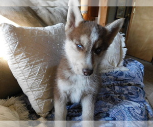 German Shepherd Dog-Siberian Husky Mix Puppy for sale in THOMPSONVILLE, MI, USA